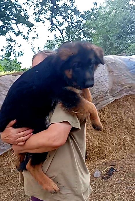 Роскошные длинники.