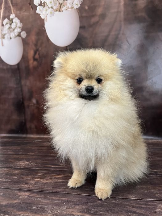 Хлопчик померанський шпіц 2 кг