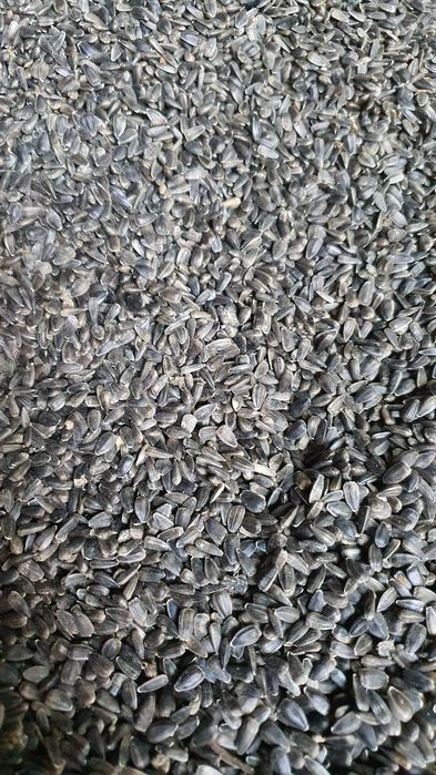 Słonecznik ekologiczny - darmowa dostawa