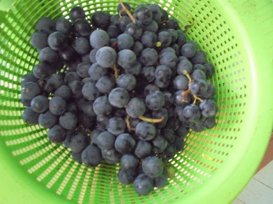 Uvas pretas para vinho, bom grau,Rua da Carreira,nº54-Podentes