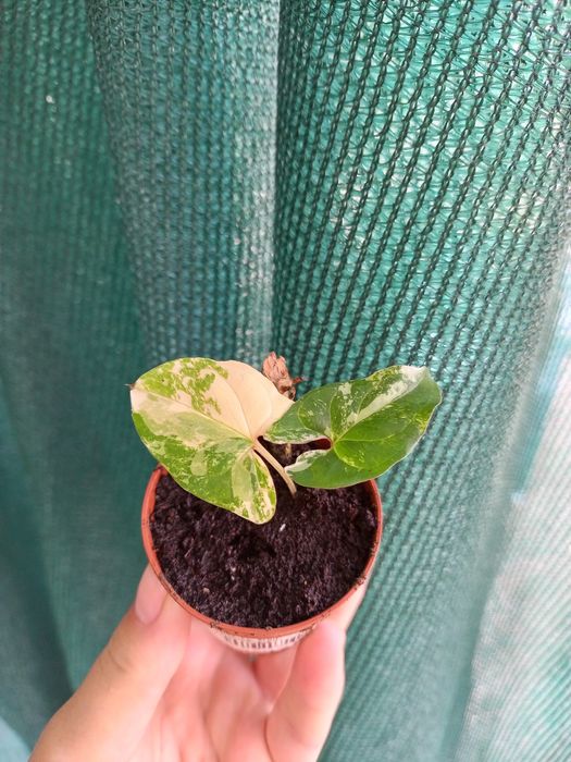 Сингоніуми. Різні сорти