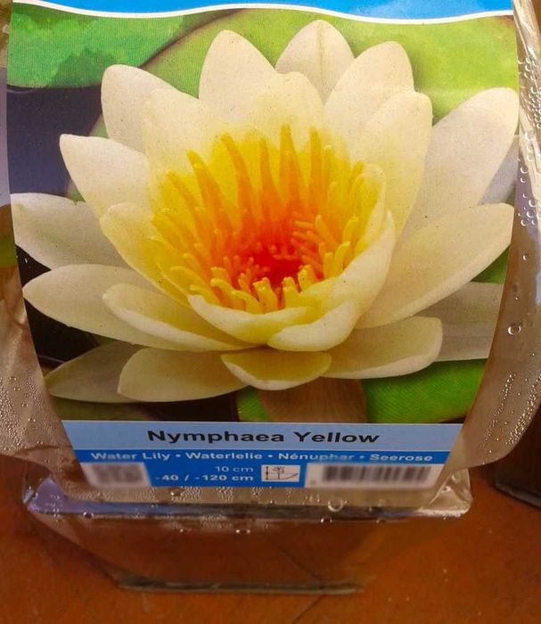 Peixes . Nenúfares várias cores e outras plantas para lago Jardim