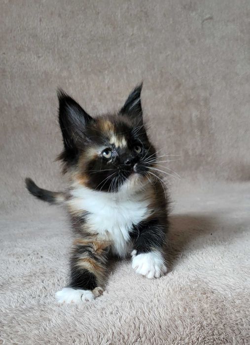 Kolorowa dziewczynka mco z rodowodem FPL