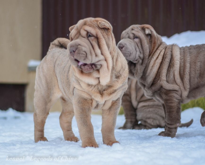 Цуценята Shar Pei