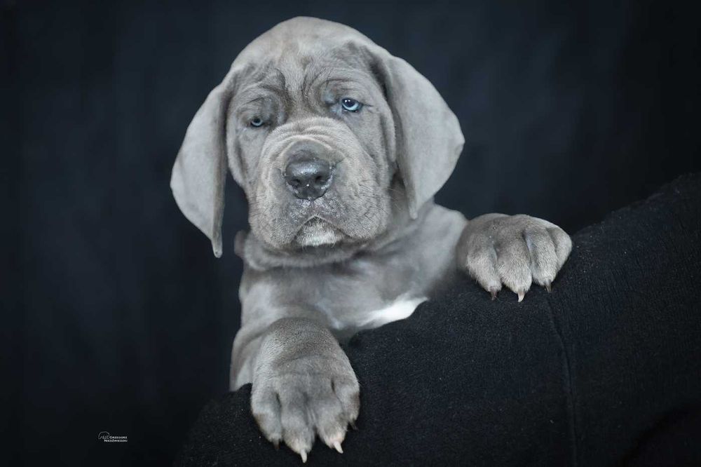 Dog Niemiecki Błękitna suczka ZKwP, FCI rodowód