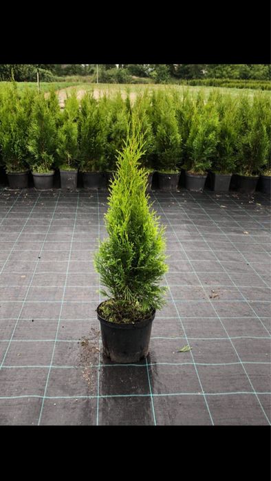 Tuja szmaragd 90-100 cm
