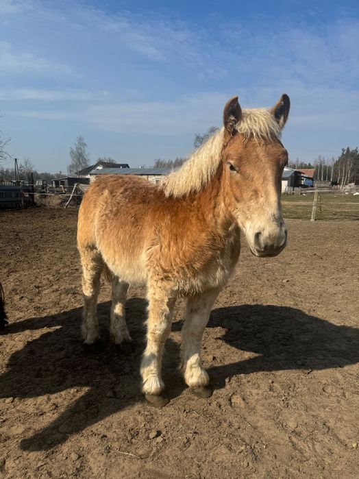 Sprzedam dwa źrebaki