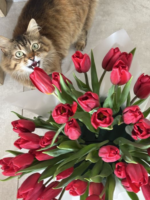Котик безкоштовно