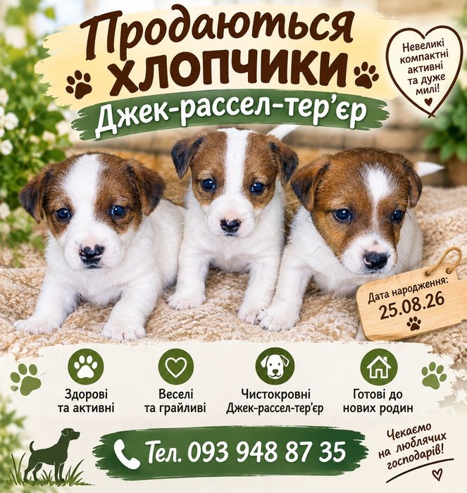 Продам  солоденьких  малюків Джек Рассела!