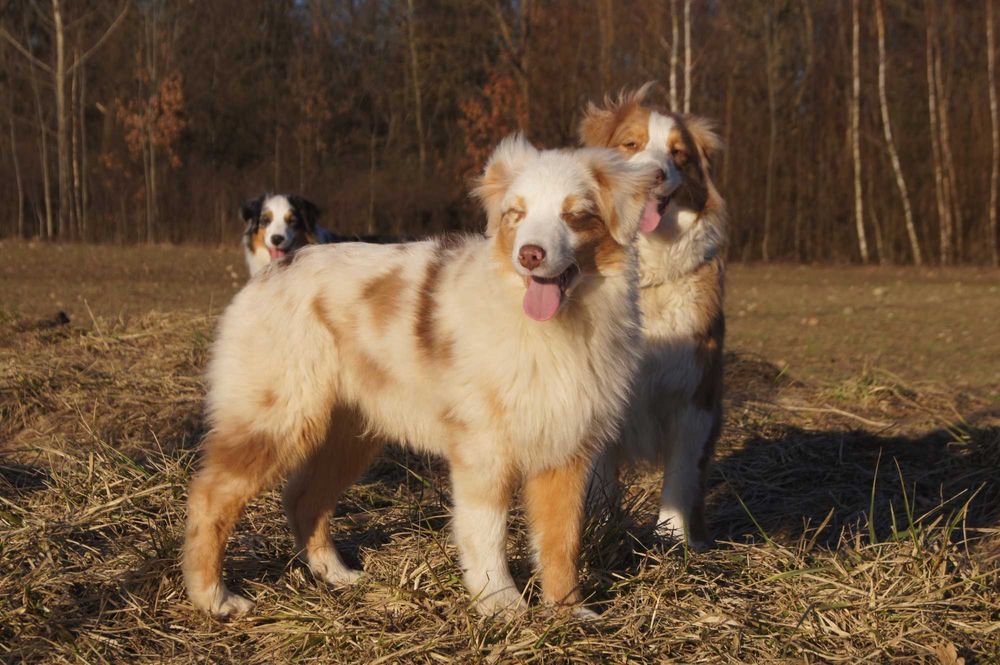 Owczarek Australijski FCI / ZKwP