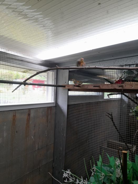 Vendo casal de aves incetivuras.