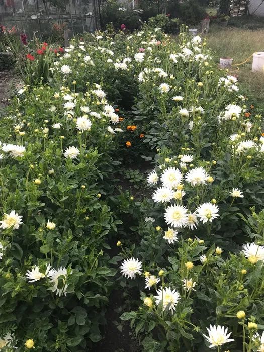 Dalie białe korzenie bulwy