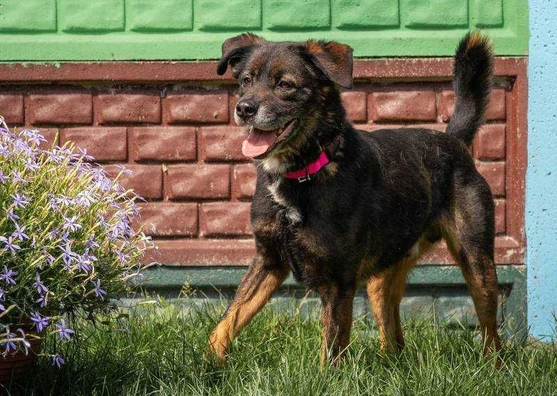Młody Skubi czeka na dom