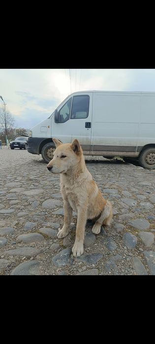 Віддам у добрі руки