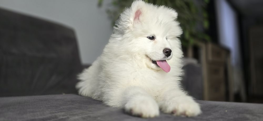 Samoyed wyjątkowy chlopiec