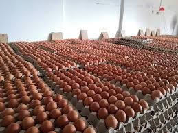 Инкубационное яйцо кобб и росс