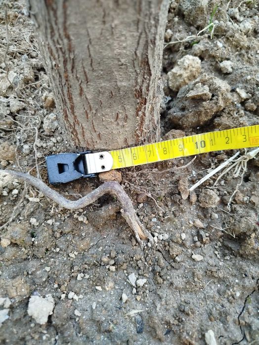 Ácer palmatum verde folha pequena 3,50m