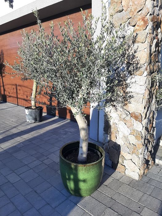 Drzewka oliwne, oliwki, olea europea