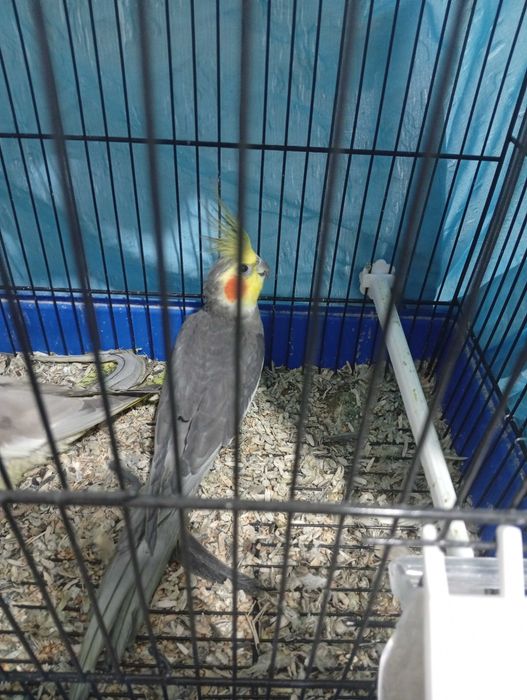 Vendo casal de caturras