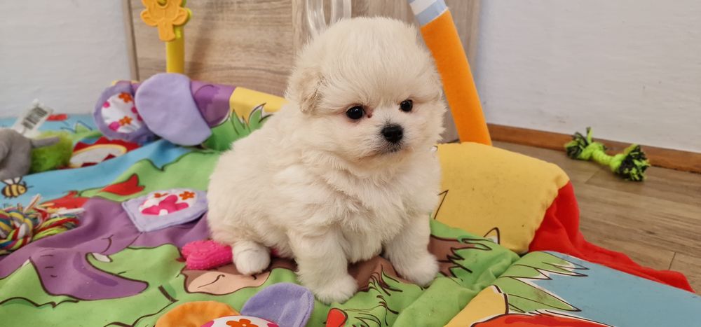 Pomapoo,  malutki piesek