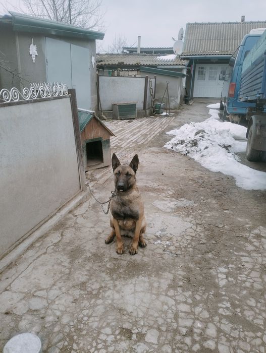 Продам  собаку малинуа
