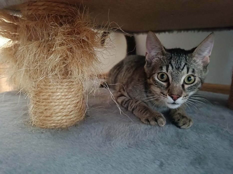 Kocurek Tygrys szuka odpowiedzialnego domu