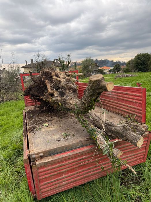 Oliveira centenária