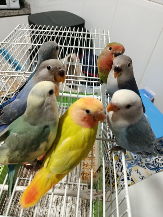 Cedem se agapornis e caturras domesticados