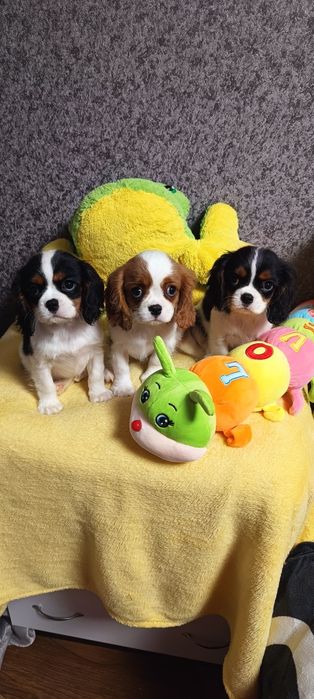 Кукольные детки кавалер кинг-чарль-спаниель мальчик и девочки