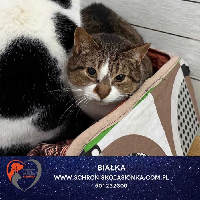 Białka do adopcji