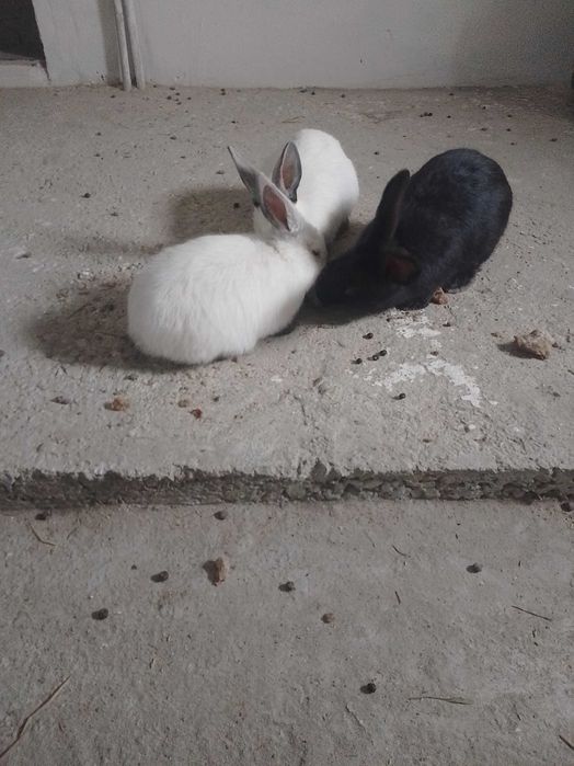 Продам молодих кроликів