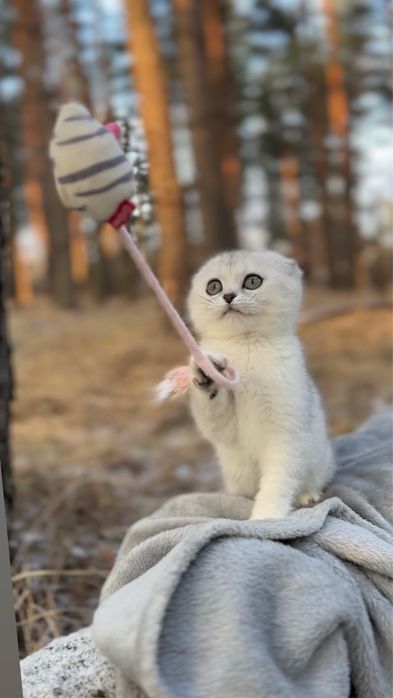 Чистокр породна киця дівчинка висловуха шотландка срібна гарна