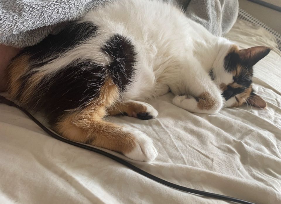 Віддам в хороші руки