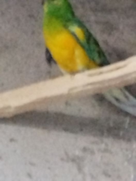 Vendo Ave Red Rumped