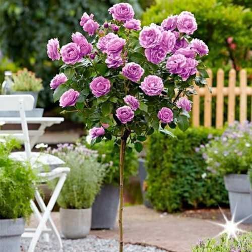 Троянди на штамбі (ЗКС)/Саженцы роз на штамбе