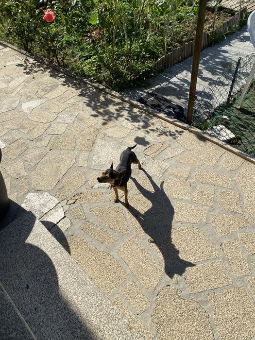 Pincher miniatura preto afogueado