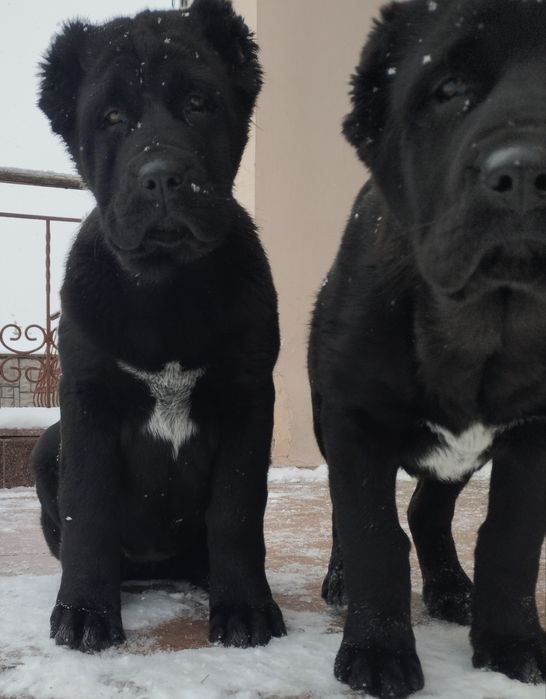 Щенки среднеазиатской овчарки