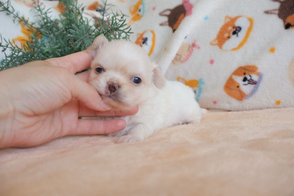 Chihuahua branco olhos azuis . Menino . Pêlo Longo.  Lindo demais.