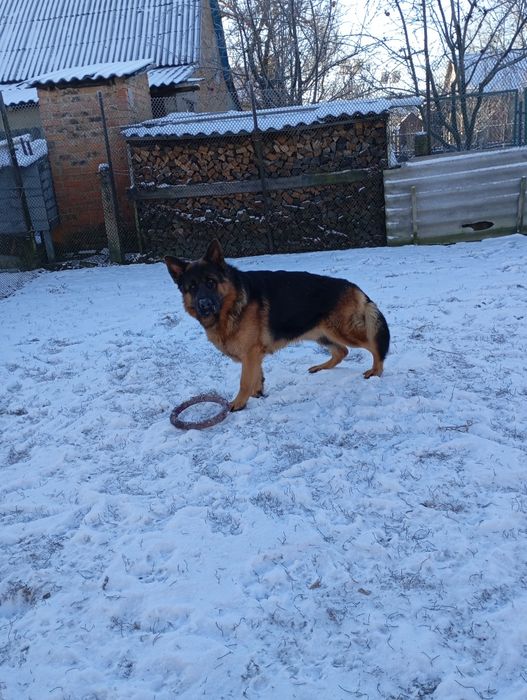 Німецька вівчарка