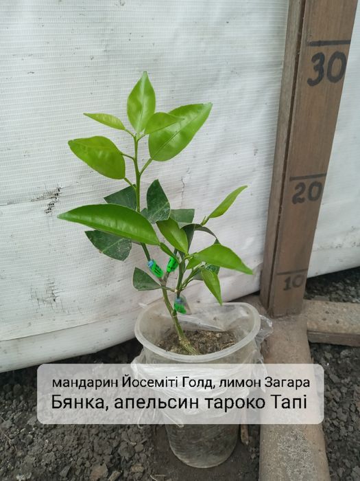 Дерево сад на 3 вида цитрус