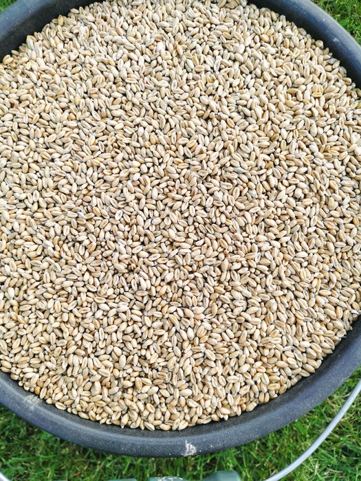 Pszenica ozima dla kur i gołębi