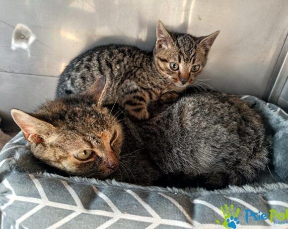 Malutki kocurek HERBATNIK szuka domku!