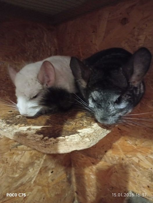 Dwa szynszyle tylko razem