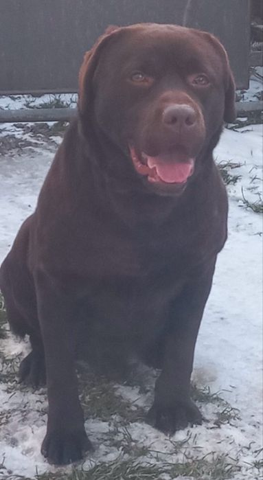 Лабрадор Ретривер