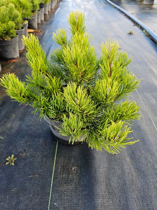 Sosna gorska kosodrzewina