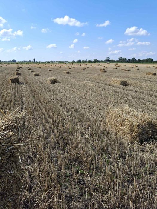 Тюки соломи пшеничної