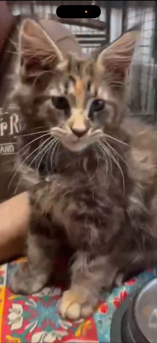 Menina maine coon disponivel para entrega imediata.