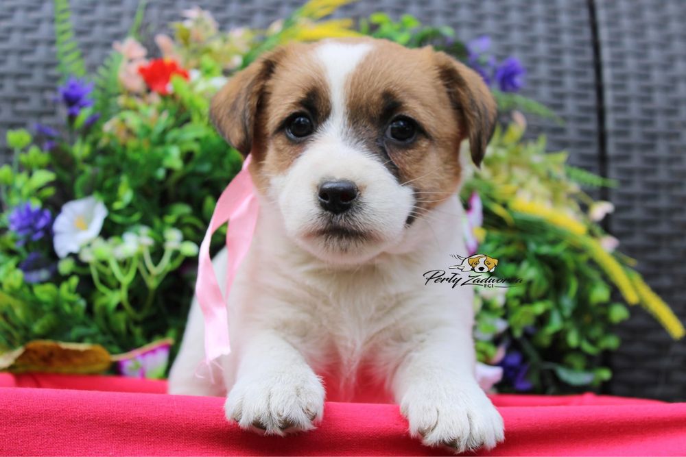 Sunia Jack Russell Terrier ZKwP FCI Gotowa do odbioru