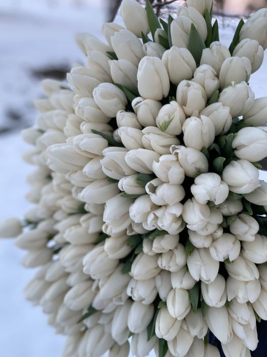 Зріз тюльпанів до 8 березня, 14 лютого