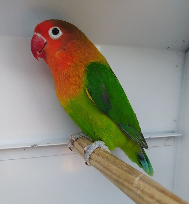 Casal Agapornis fischeri